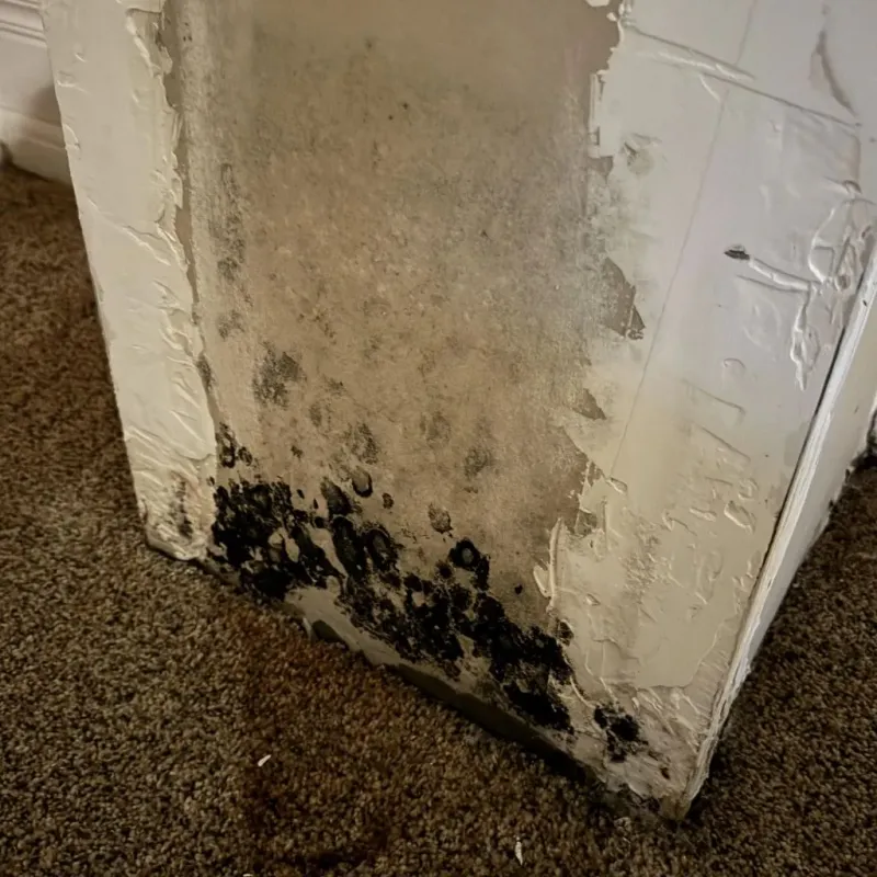 Professional Mold Removal in Sun Prairie, MT